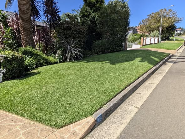Freshly maintained Hungry Goat lawn in Kiama Heights